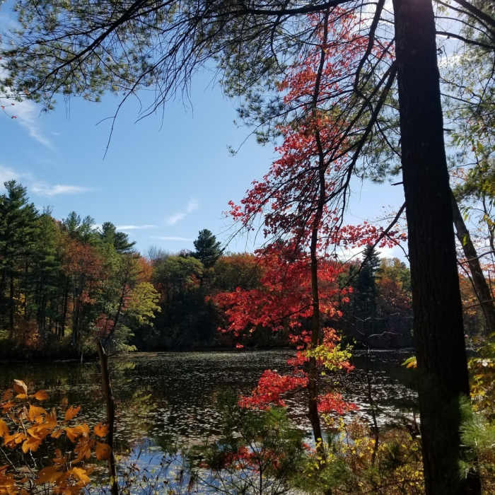 Fall Foliage Near Whitehall State Park Loop Trail