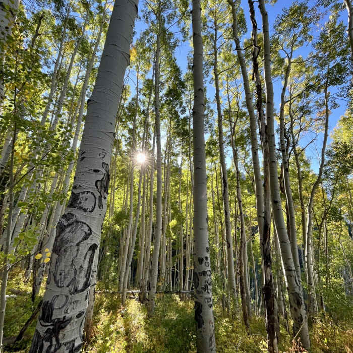 Near Alpine Trail- Silver Jack Segment