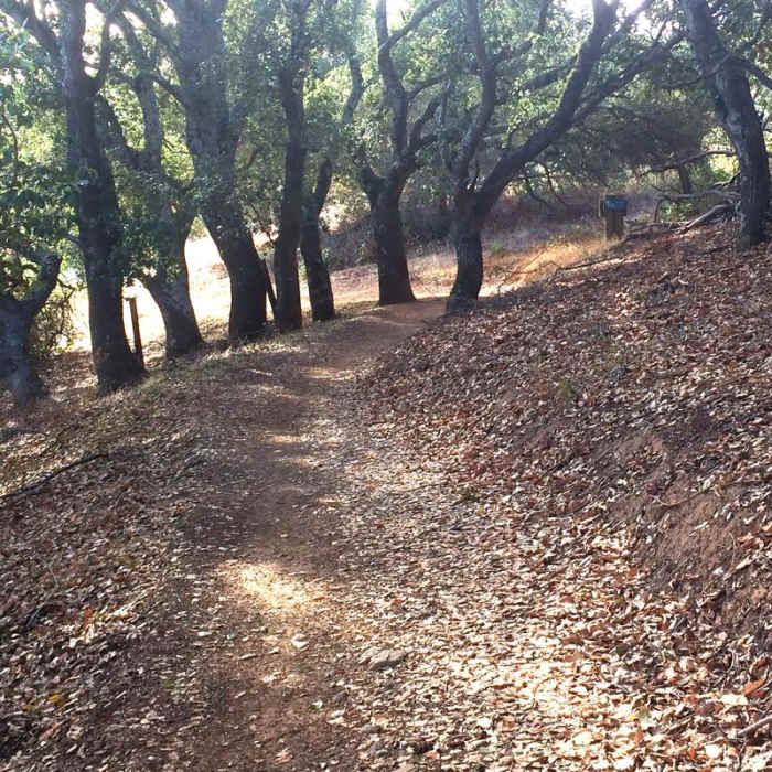 Near Terra Linda Fire Road + 680 Trail Hike