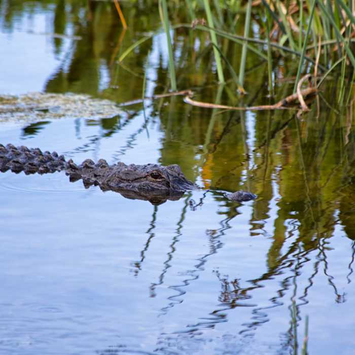 Near Green Cay Wetlands Boardwalk