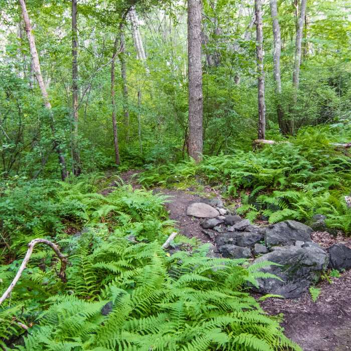 Beaver Brook trail. Near Beaver Brook Loop