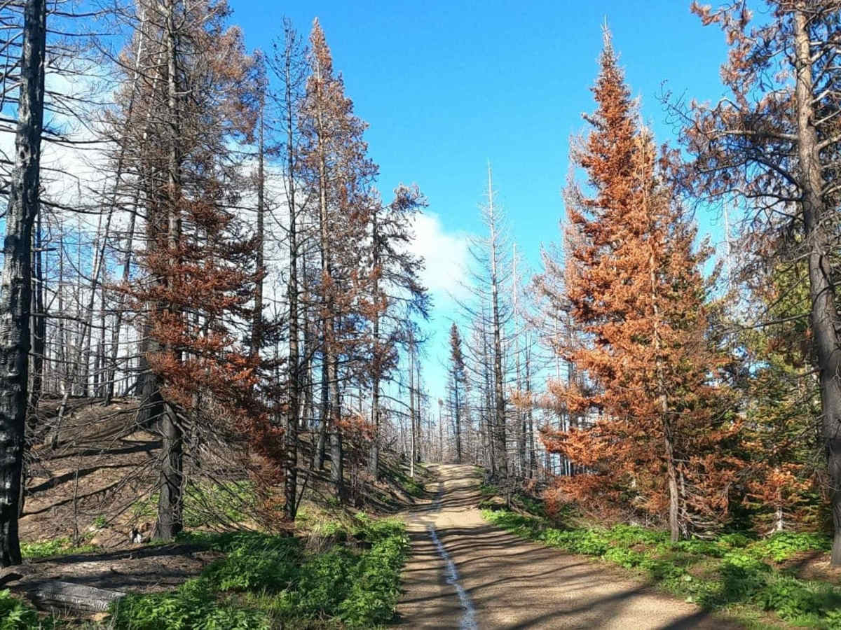 Timberwolf Mountain - NF1500-190 photo 4
