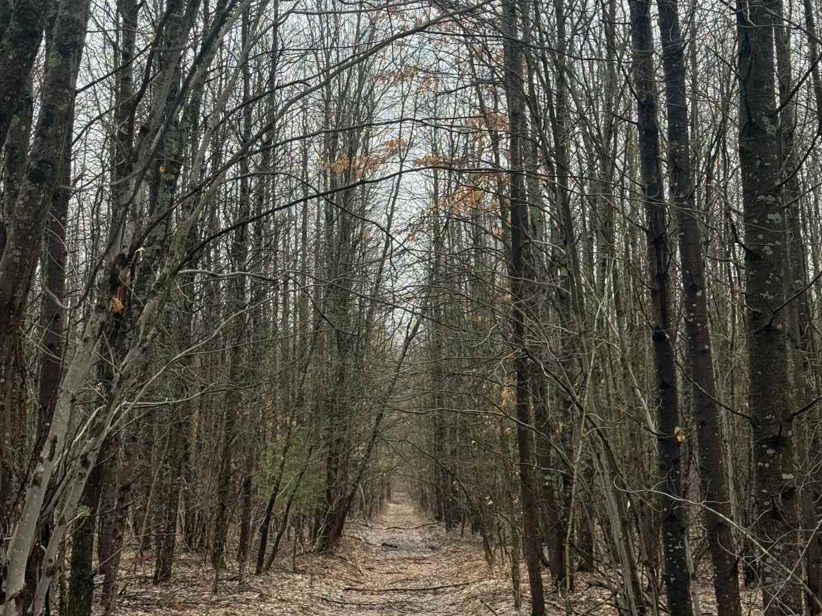FS 8561 trail photo