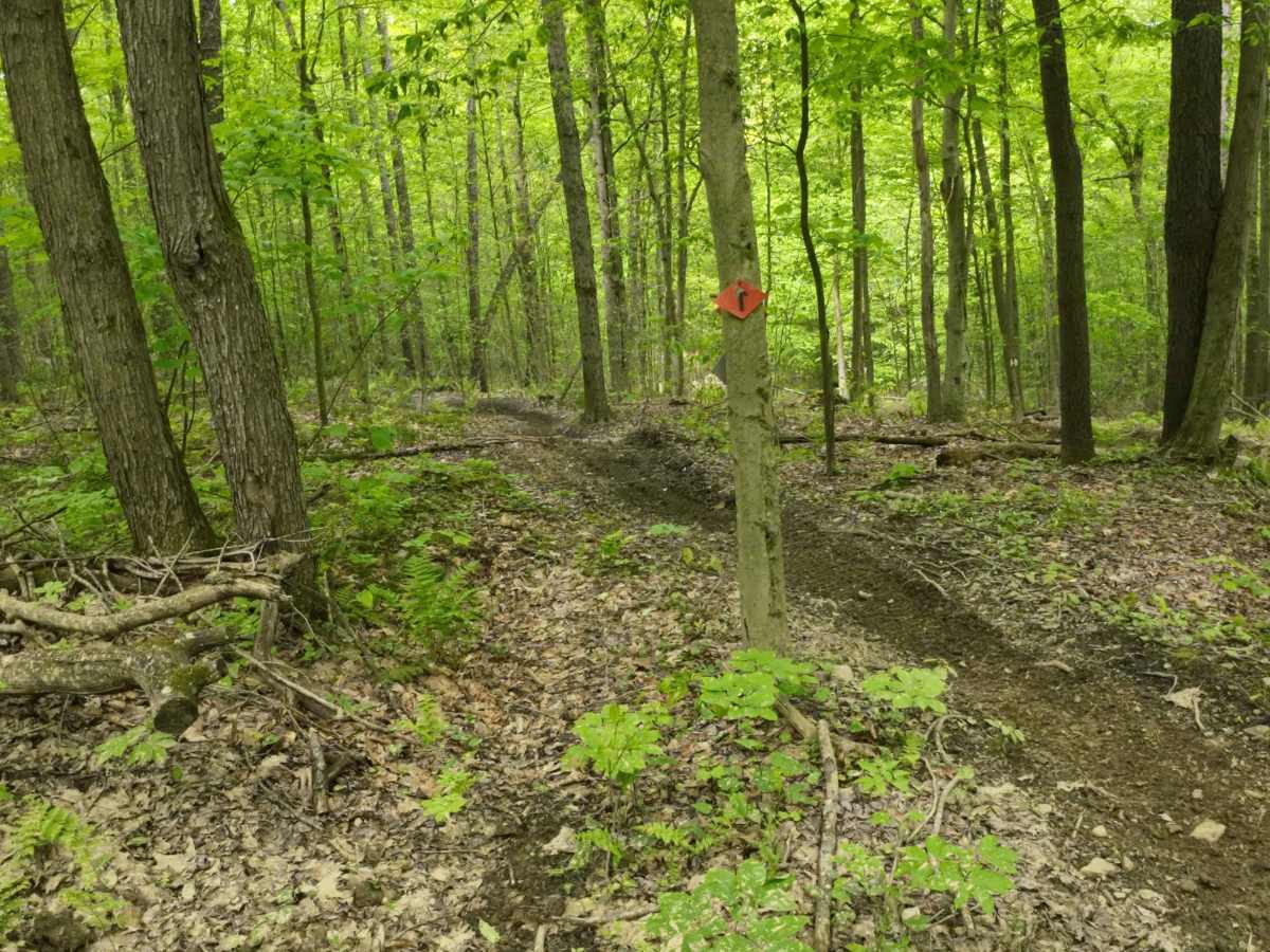 H Orange Single Track photo 5