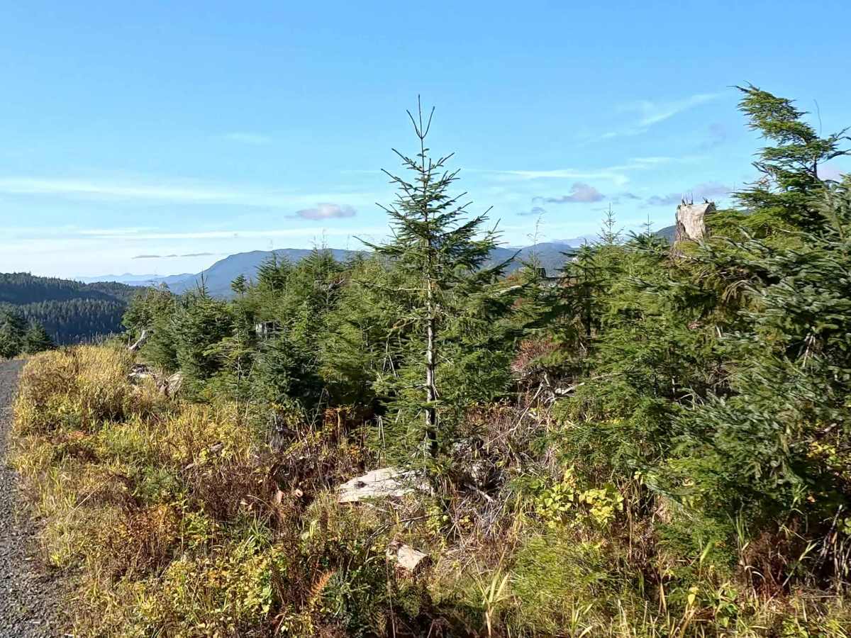 Over Section 6 Road - FS 2030100 trail photo