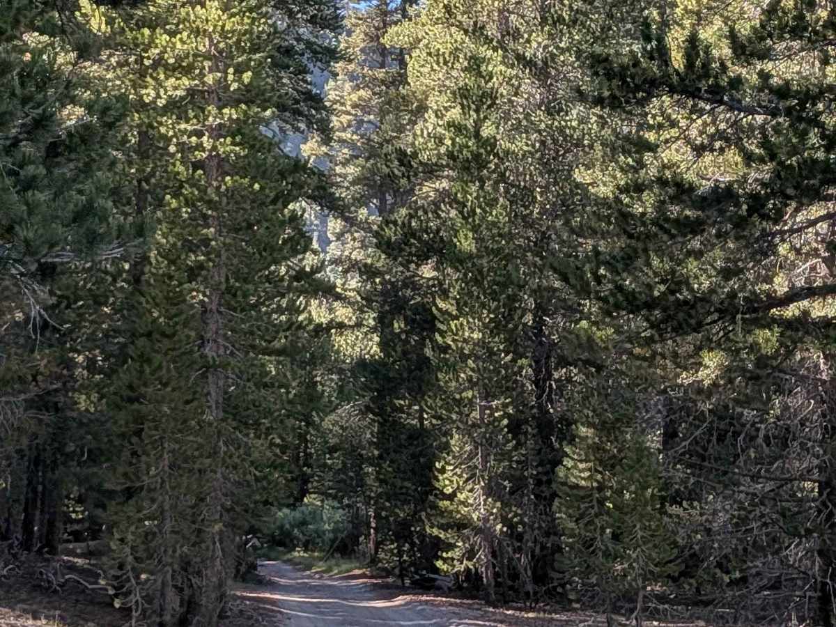 FS 2S05F Obsidian Flat Group Campground photo 3