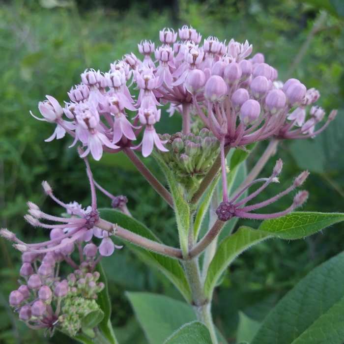 Asclepias incarnata pulchra Near Serpentine Barrens Loop