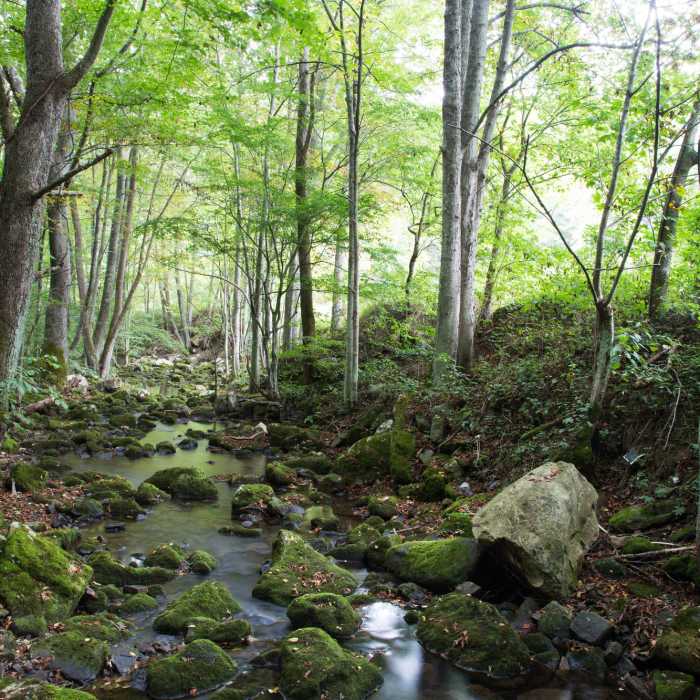 Near Butternut Trail