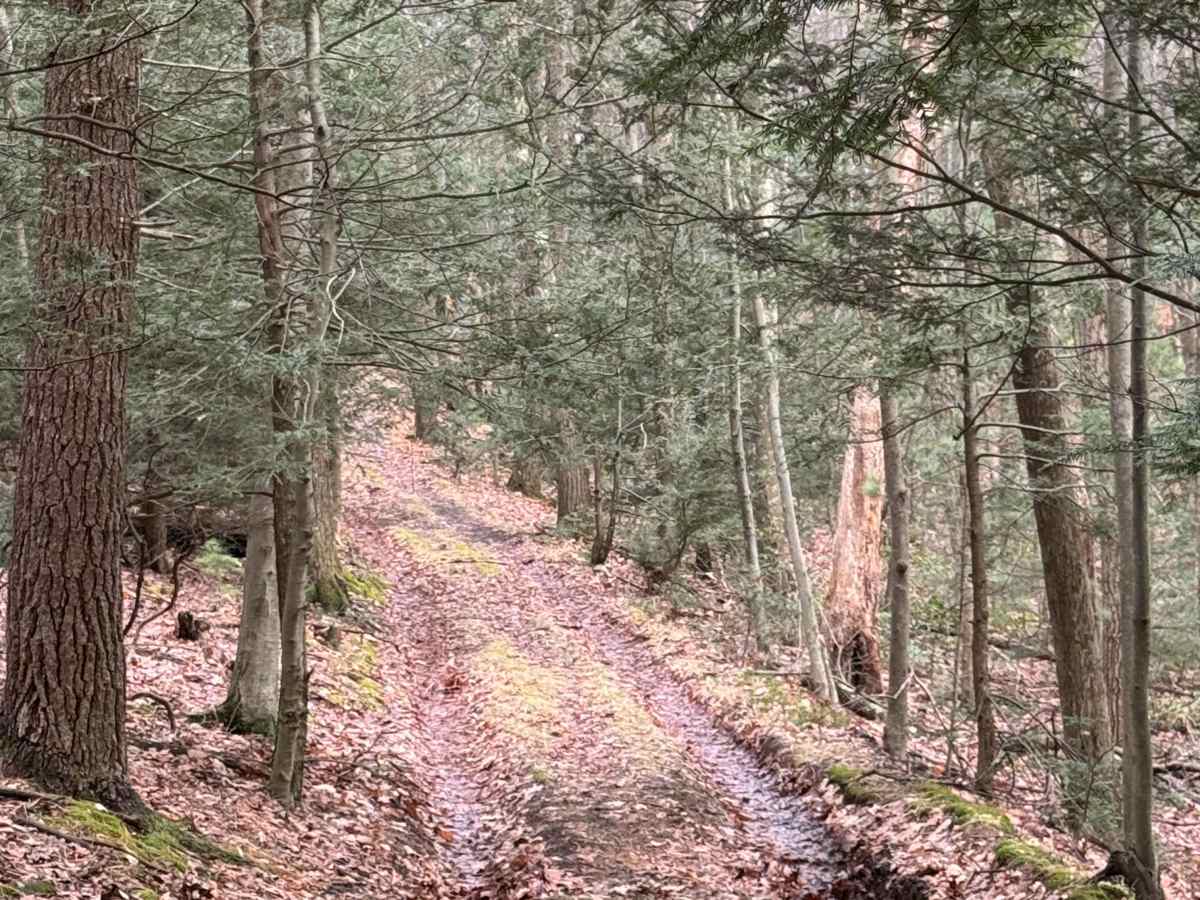 Middle Ridge Trail photo 3