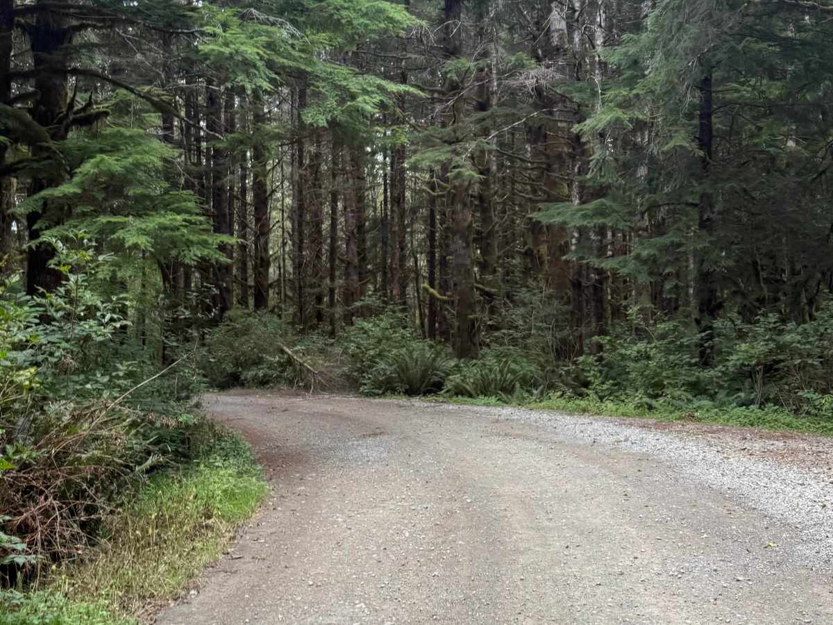 FS 2180011 trail photo