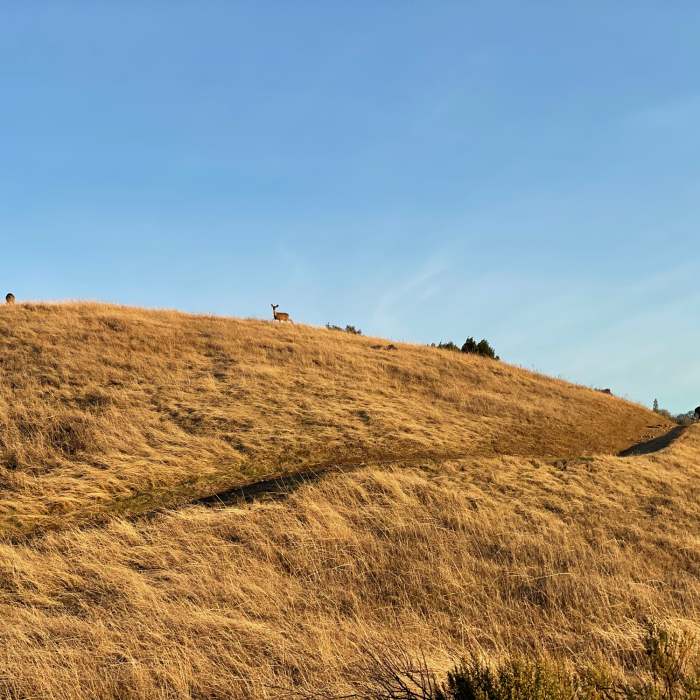 Near Old Ranch Trail