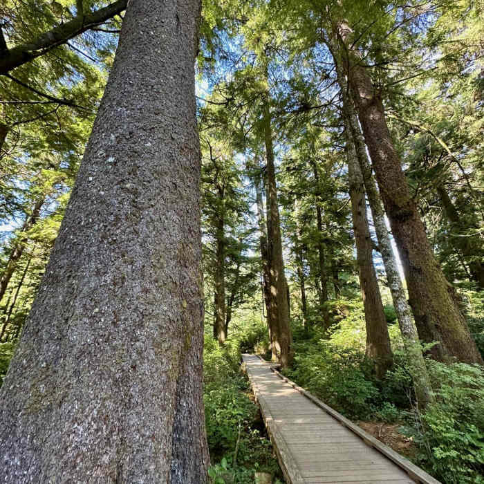 Near Old Growth Cedar Trail