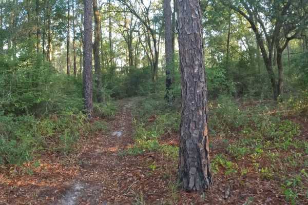 Southeast - FS 15