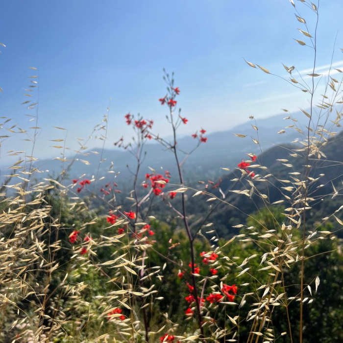 Near Eaton Saddle Loop