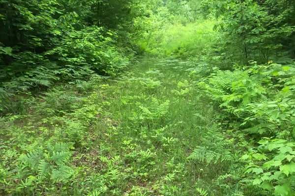 Barnhardt Creek Road