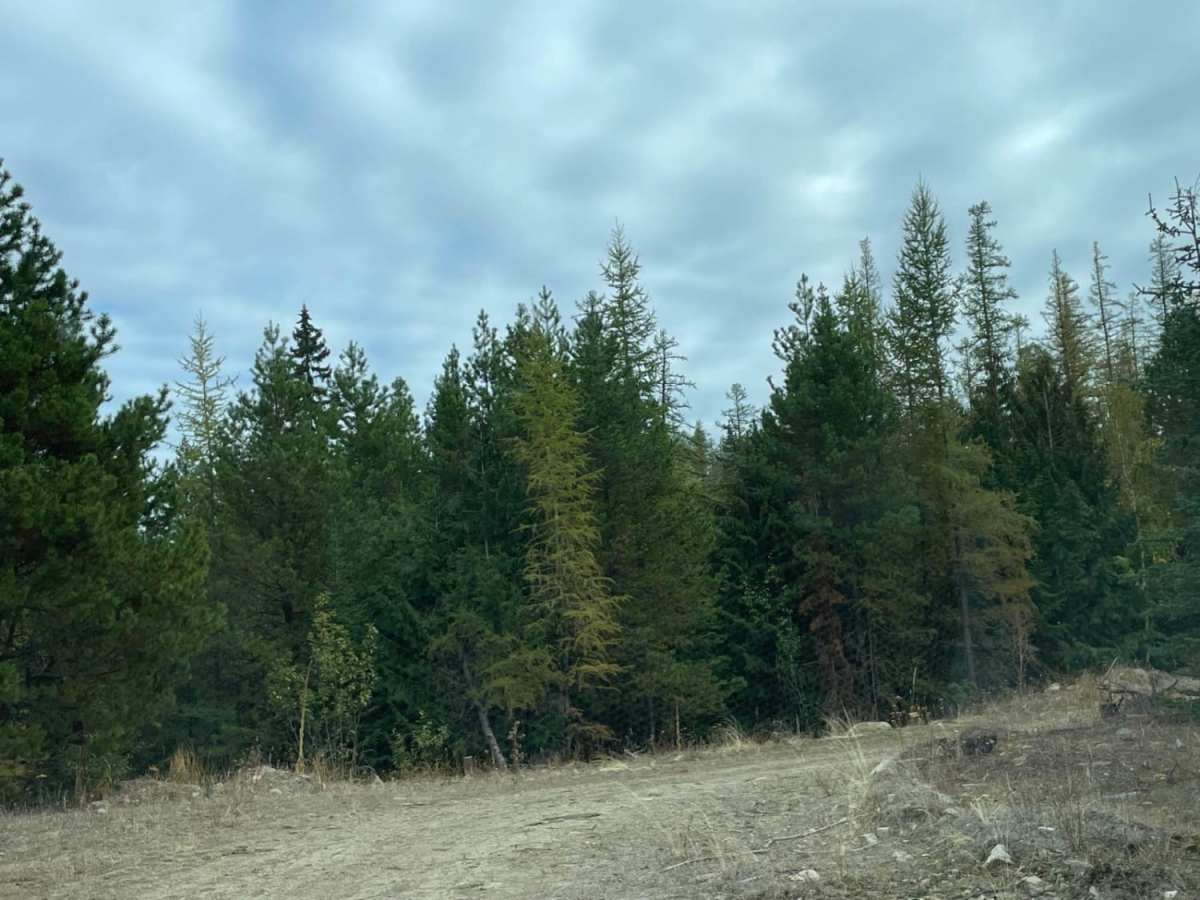 Lonely Trees photo 3