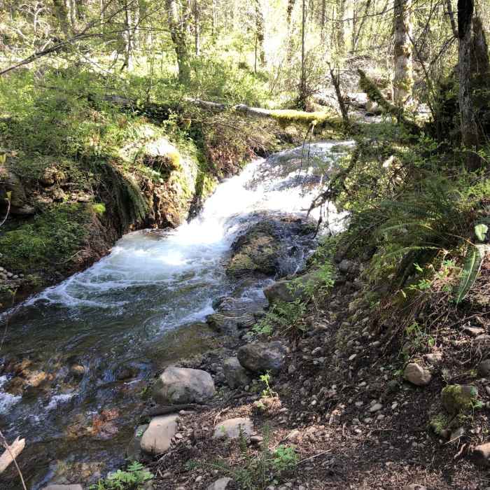 Near West Tiger Creek Trail #3229