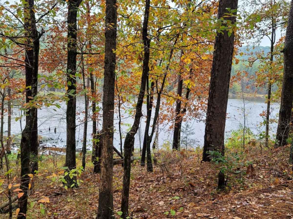 Pond Camp Special photo 2