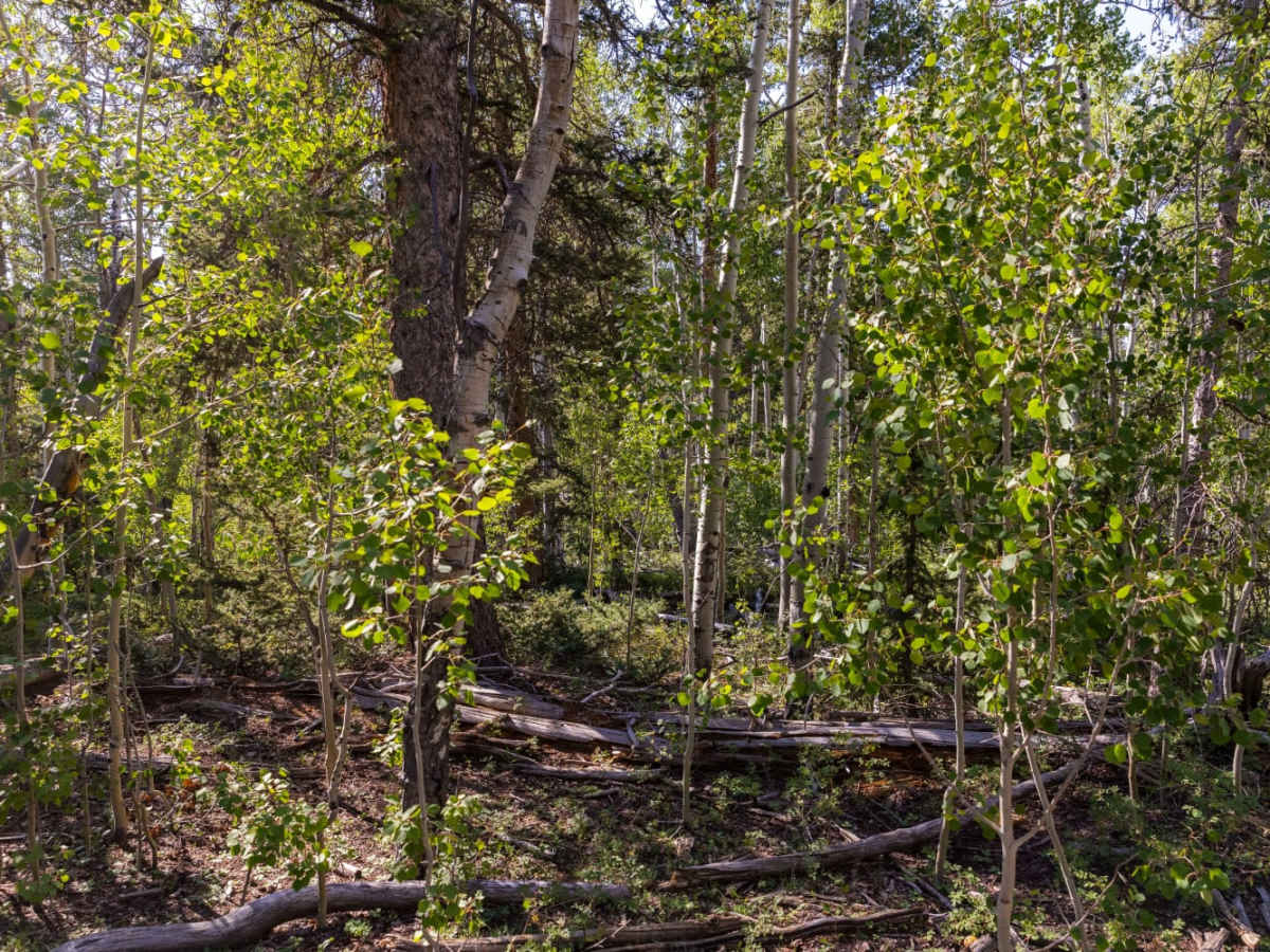 Deep Creek Trail photo 2