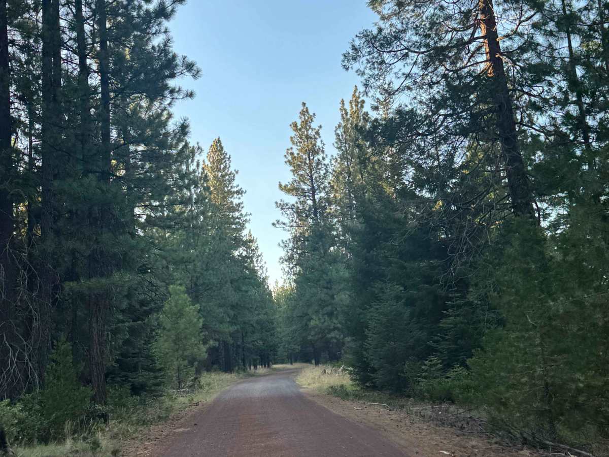 FS 1230 trail photo