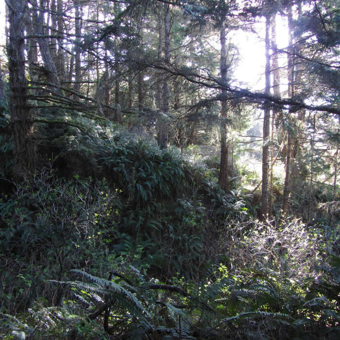 Typical forest along the Lake Ranch trail Near Ridge Trail