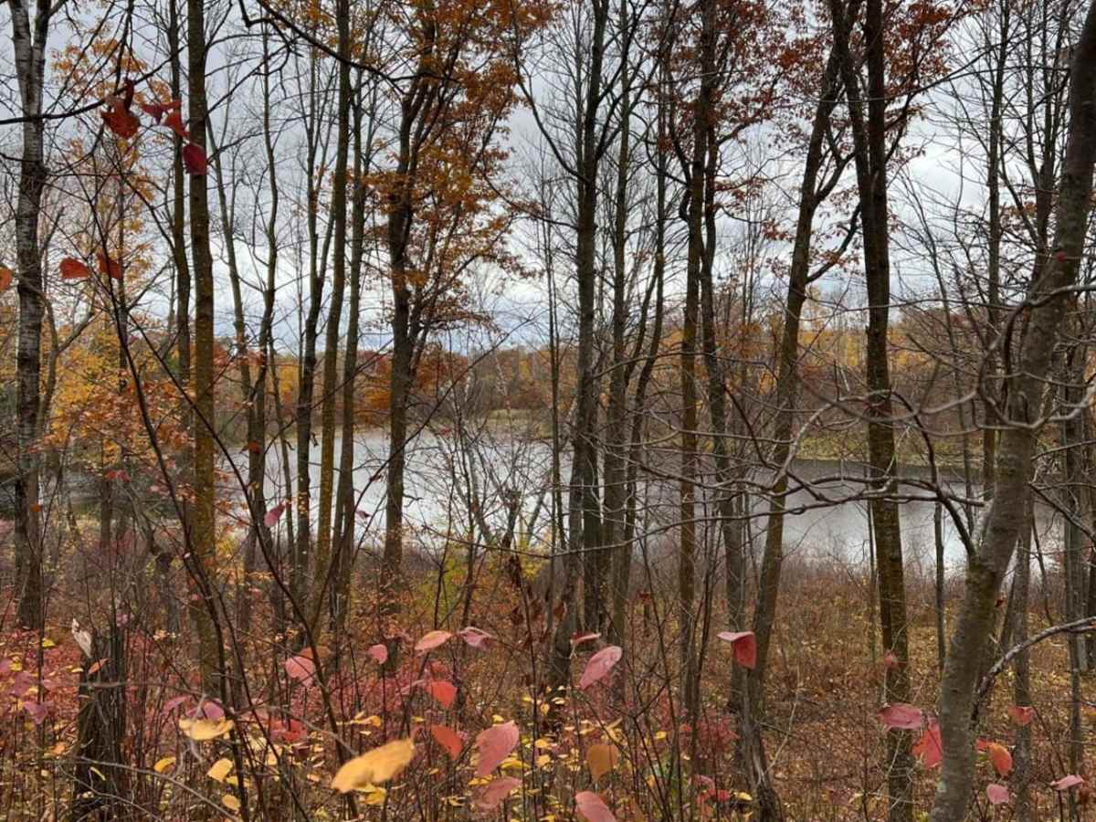Paul's Narrow Thicket Bike Path photo 5