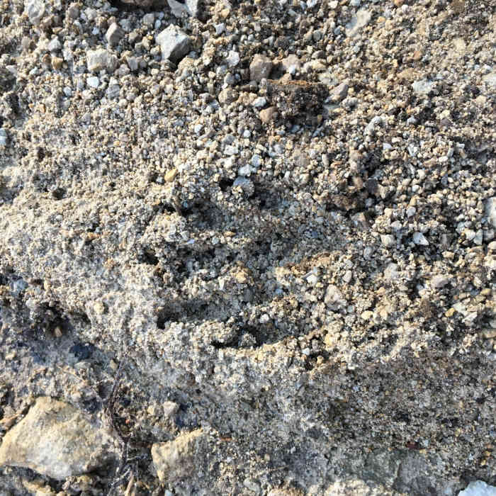 Fresh evidence of Raccoons on the trail Near Hisey Park Sampler Loop