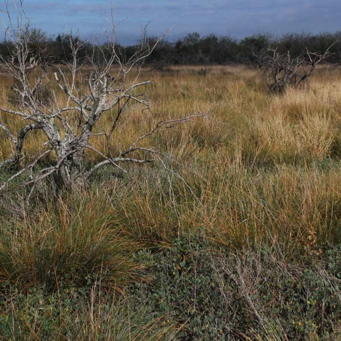 South Texas Prairie Scrubland Near Prairie Trail