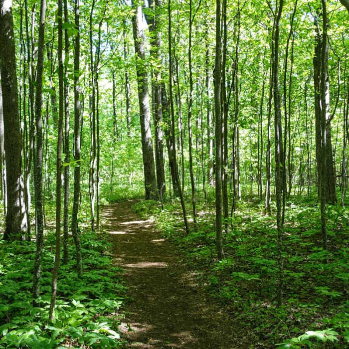 Near Springer Mountain Loop via Len Foote Inn
