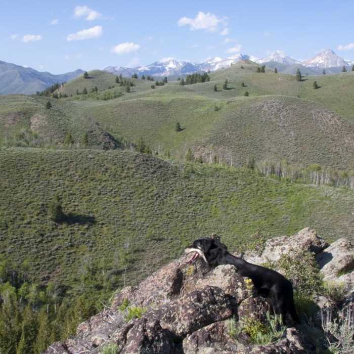 Near Driveway Gulch Hike