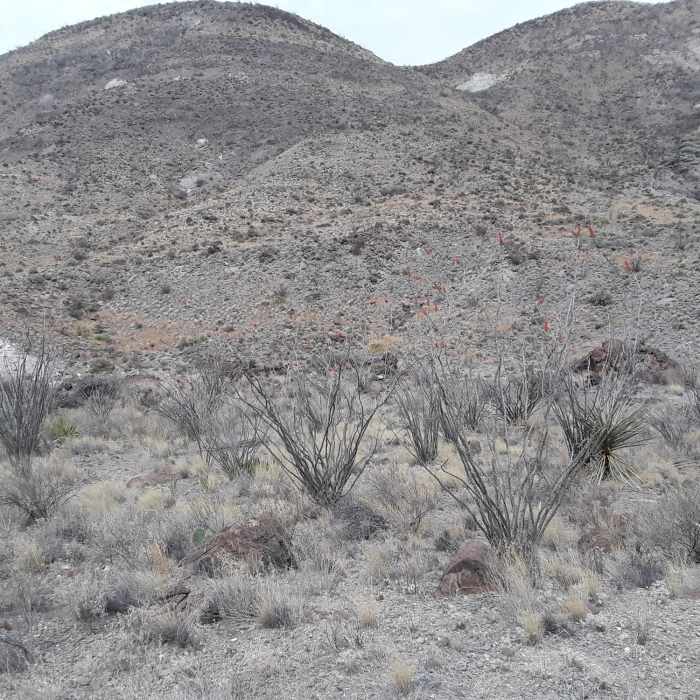 Near Burro Spring Trail