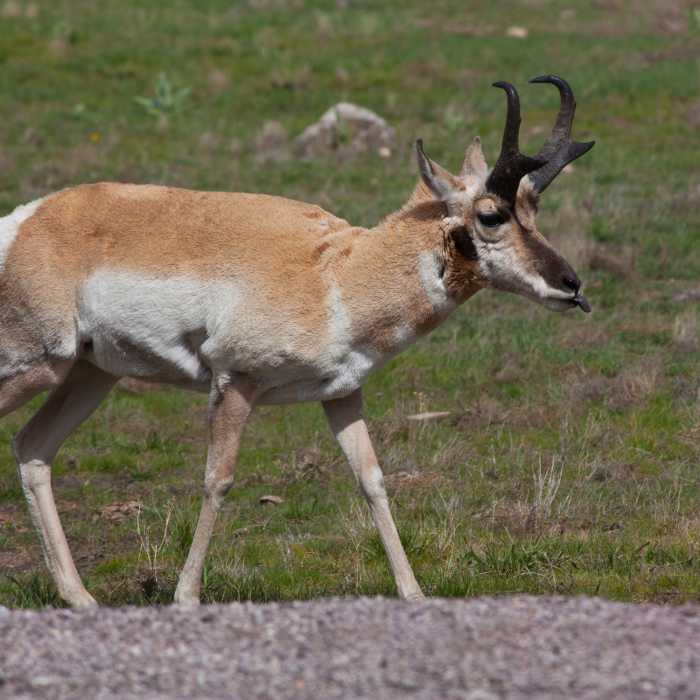 Pronghorn at Wind Cave NP. Near Lookout Point Loop