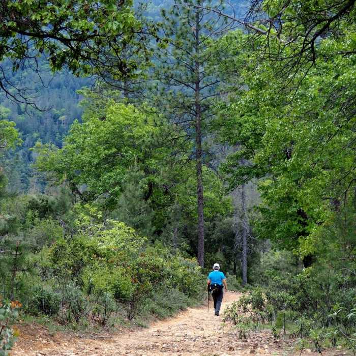 Near Mt. Shasta Mine Trail