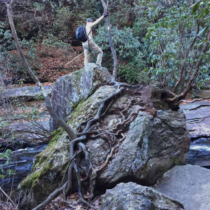 Check out this cool rock-and-tree-root formation right beside Matthew's Creek. Near Raven Cliff Falls Loop