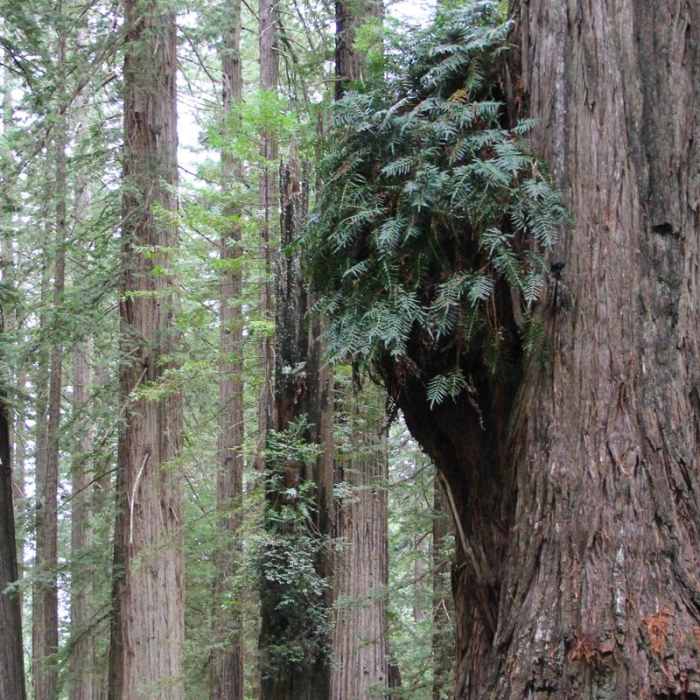 Near Damnation Creek Trail