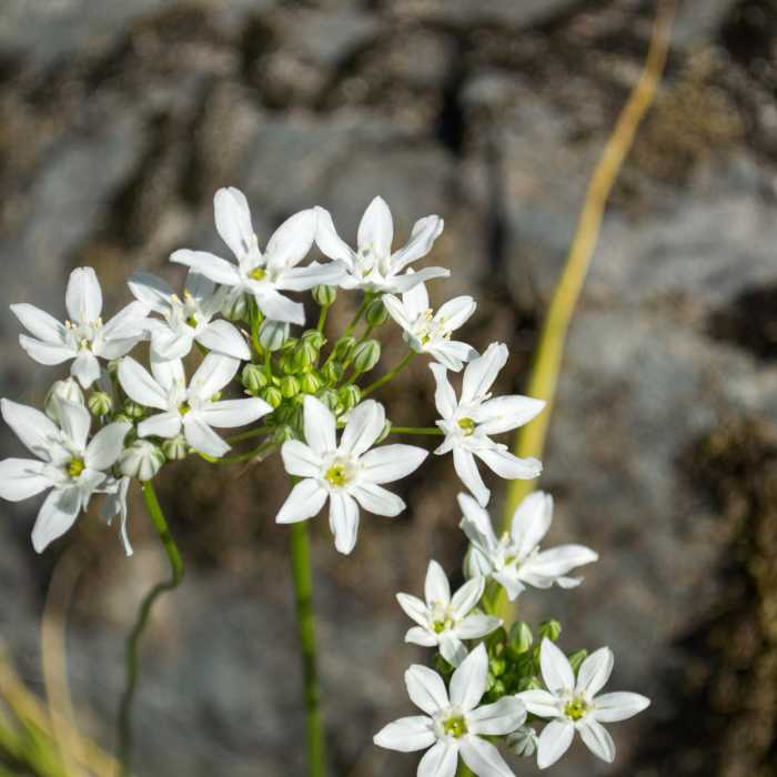 Near Whisky Creek Cabin