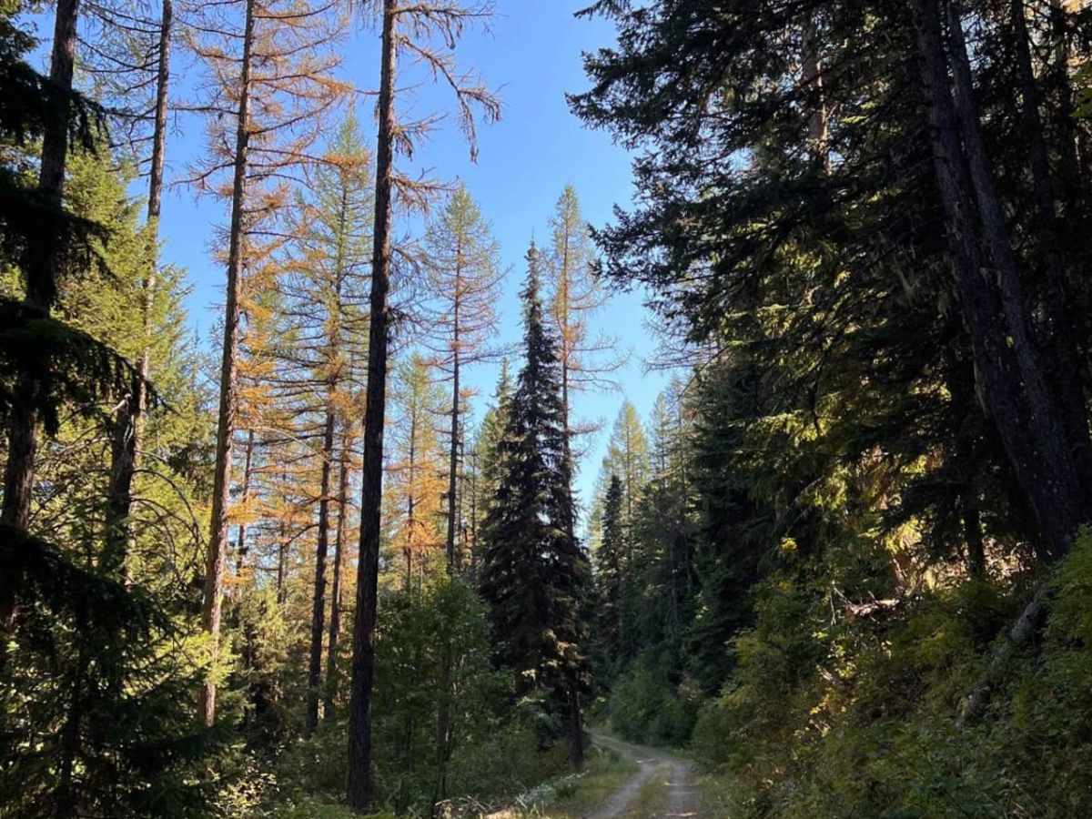 Huckleberry Mountain photo 5