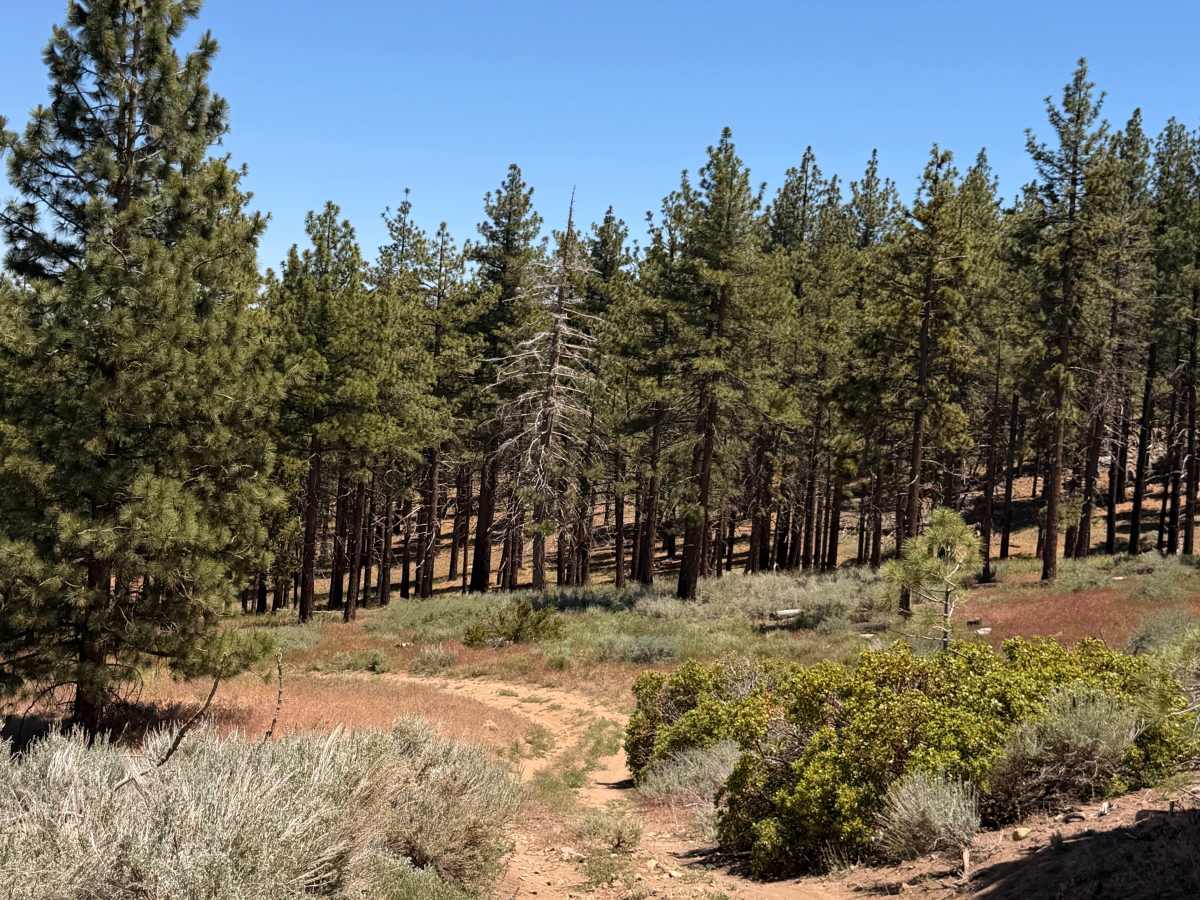 Mahogany Spur - FS 21S32C trail photo