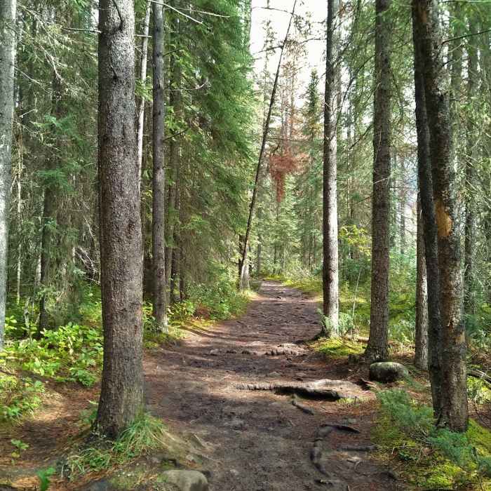 Near Lower Sunwapta Falls Trail