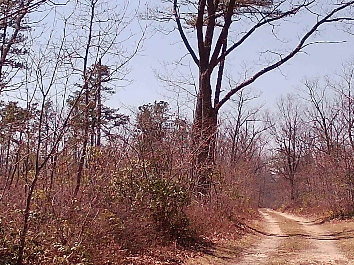 Turkey Call Lane photo 2