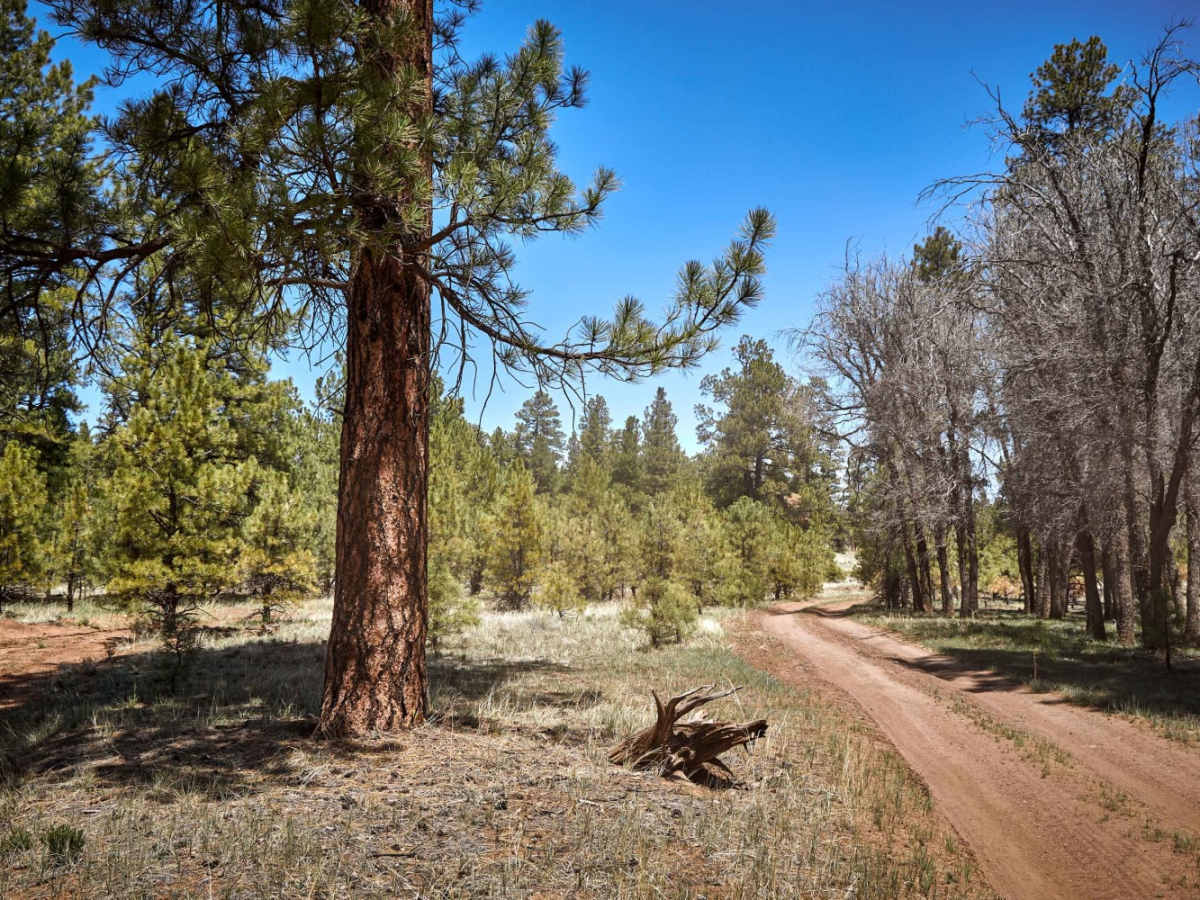 Winding Ponderosa Way photo 2