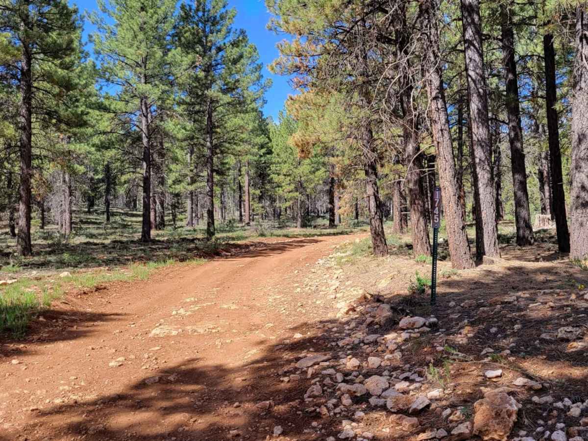 Tommy Creek Loop 1 trail photo