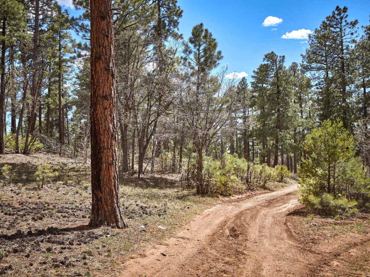 305AH trail photo