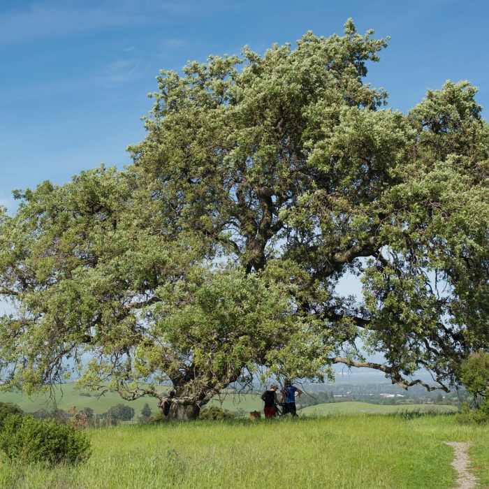 Near Vista Point Trail