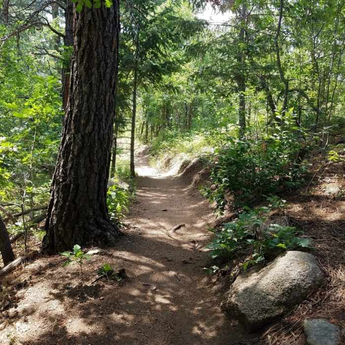 Explore the rich canopy bursting with light shortly after the trailhead. Near Ridgeway Trail