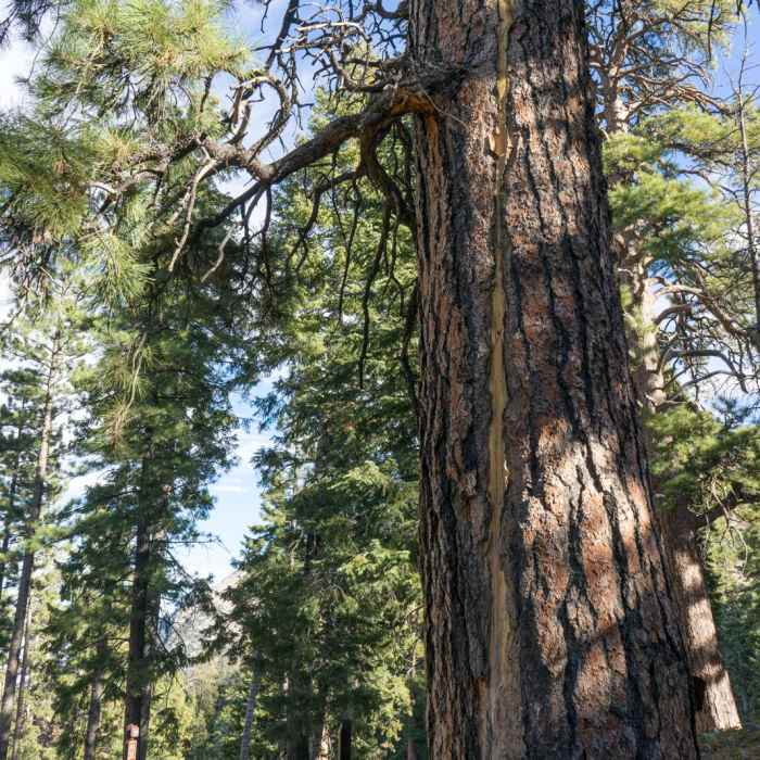 Near Cathedral Rock Trail
