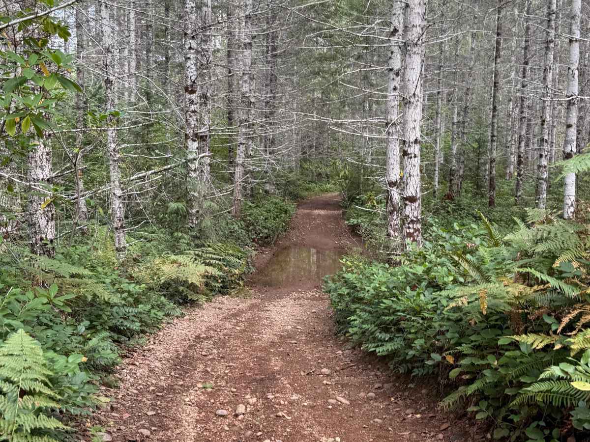 Hoodsport - North Cushman Connector photo 5