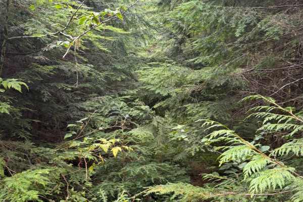 Matheny Creek Road - FS 2140200