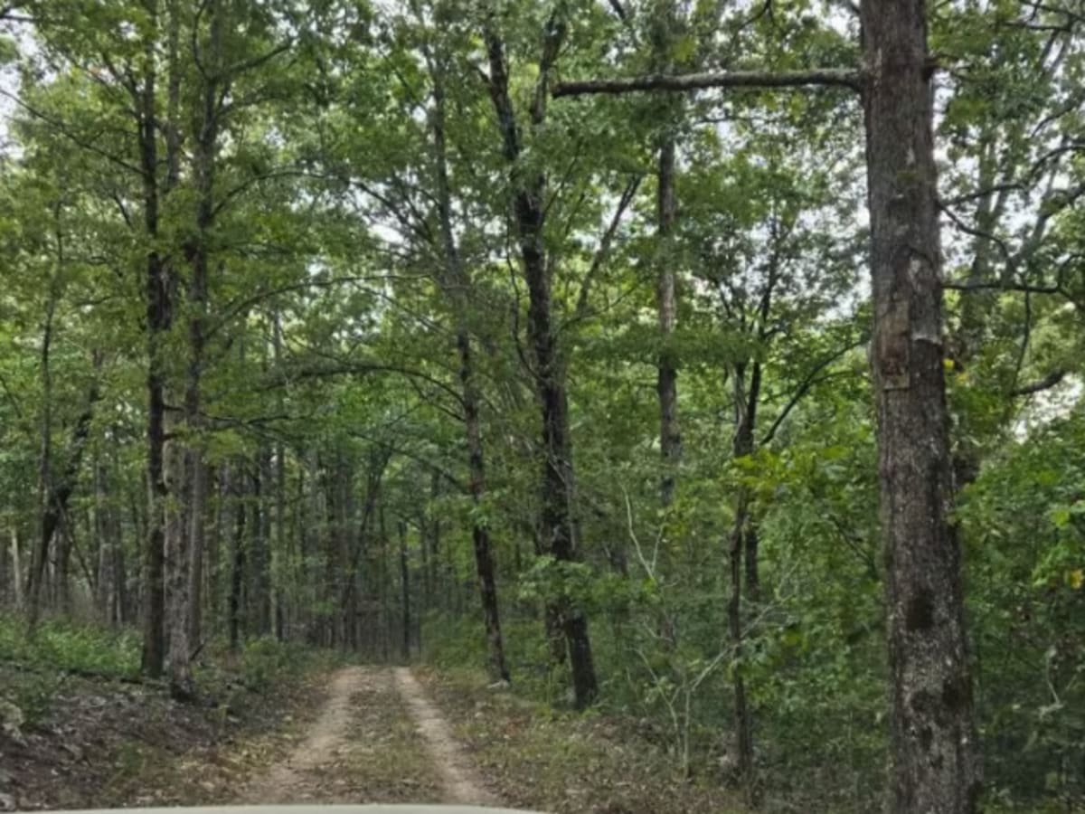 Bill's Branch Road photo 3