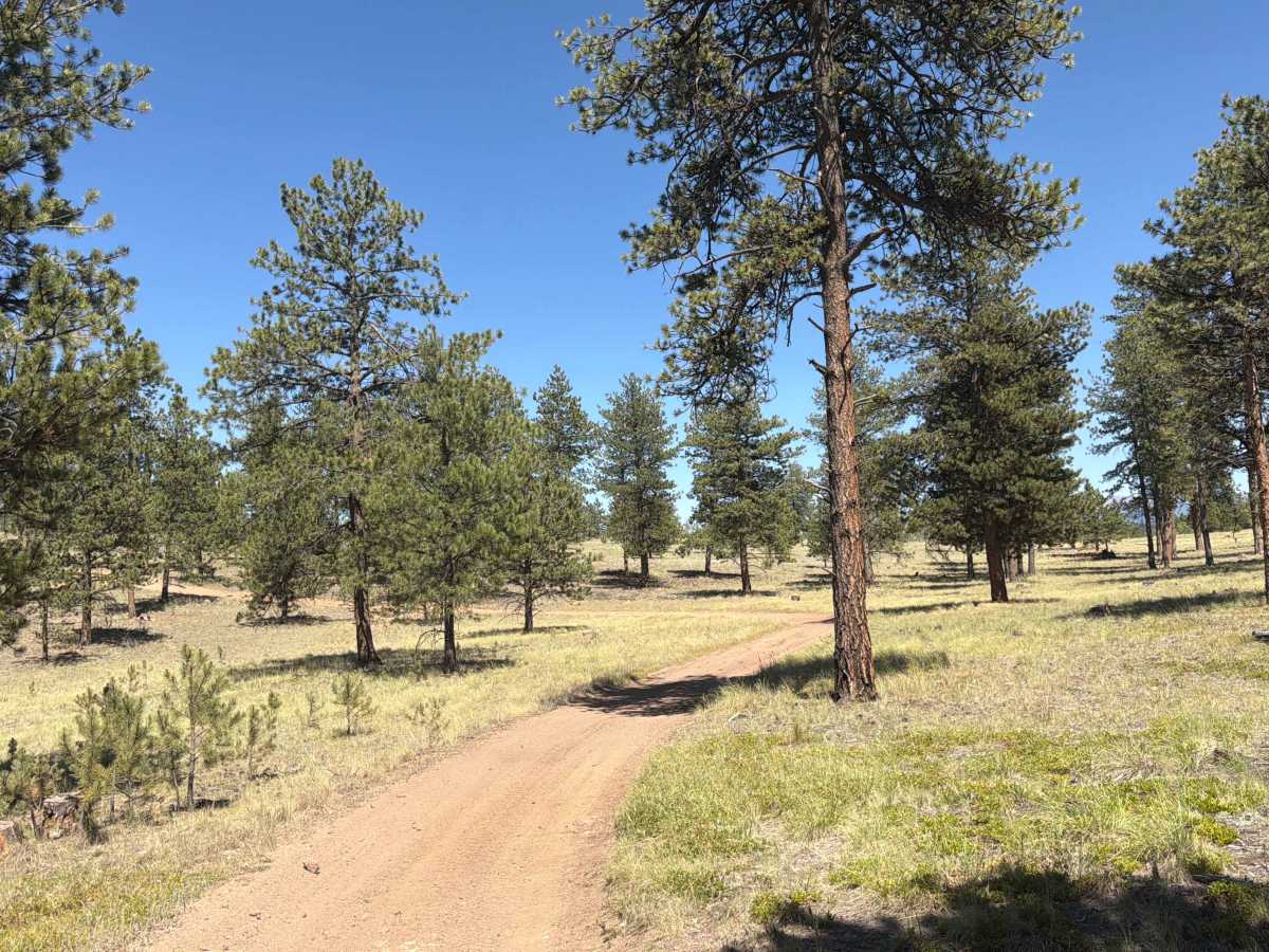 Goose Chase Loop Road - FS 243.1A photo 5